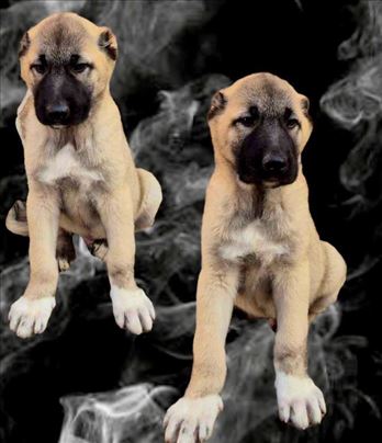 Turski kangal, štene