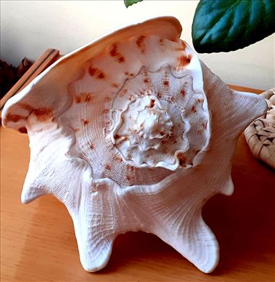 Velika školjka Queen Helmet