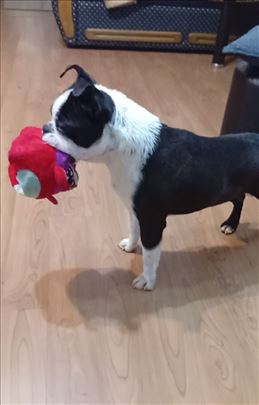 Bostonski terijer, štene