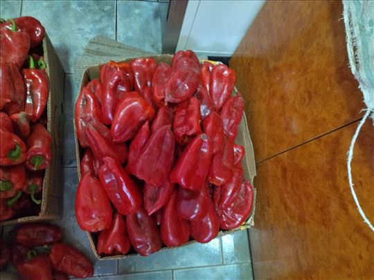 Na prodaju seme crvene paprike ajvaruse iz Ruskog 