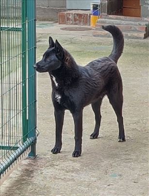 Nemački ovčar, mlad pas