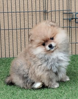 Oranz muzjacic (sa fotografije)