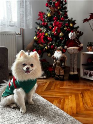 Pomeranski špic , tražim momka 