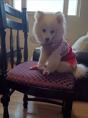 Pomeranski špic , štene, hitna prodaja.