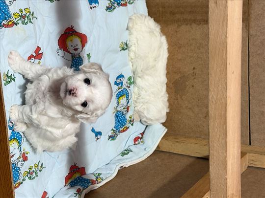 Stenci kovrdzavog bišona