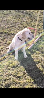 Labrador retriver, odrastao pas
