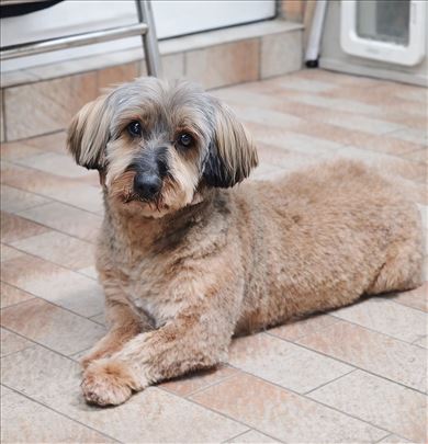 Mešanac, odrastao pas