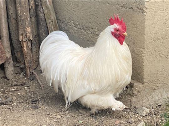 Na prodaju petao - japanska rasa Konkina  