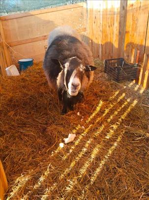 Na prodaju stado ovaca