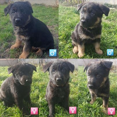 Nemački ovčar, štene (muško i žensko)