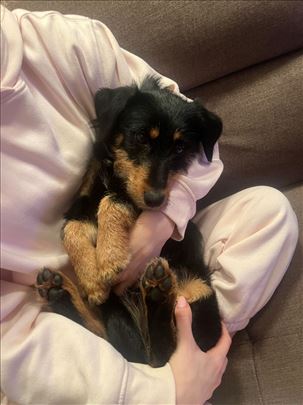 Pas Đurđa, traži dom