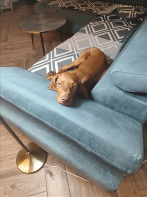 Poklanjam Mađarska vižlu kratkodlaku, štene