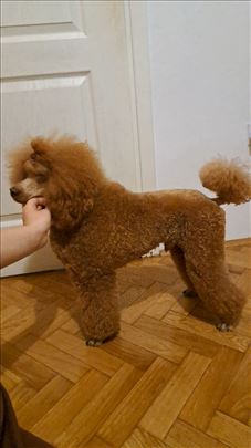 Srednja pudla- parenje