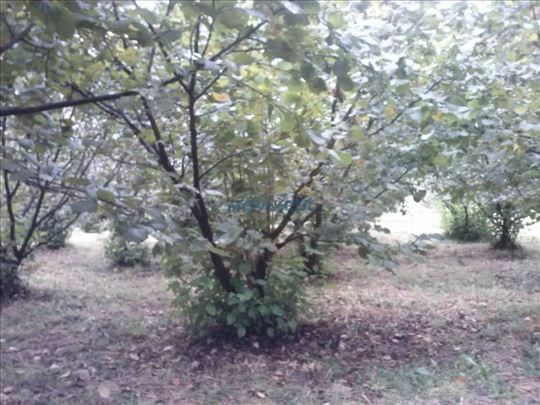 Užice-plantaža lešnika i voćnjak