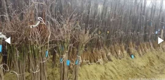 Vocne sadnive i kalem vinove loze,tradicija i kval