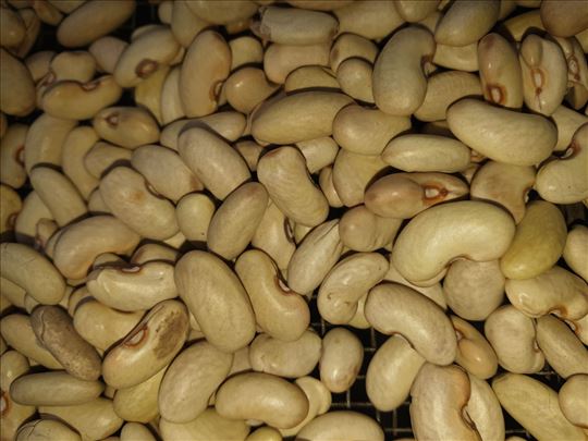 Žutozeleni pasulj sumporaš