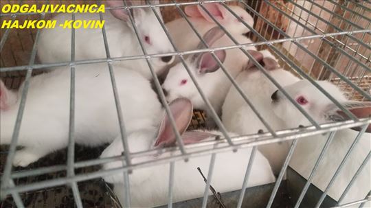 Hajkom- nastavak tova