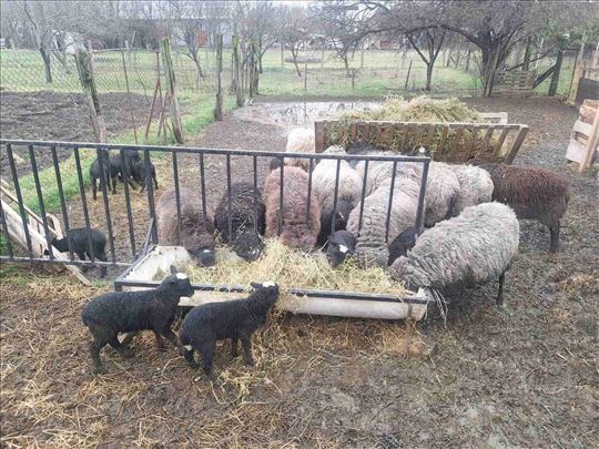 Romanovske ovce i ovan