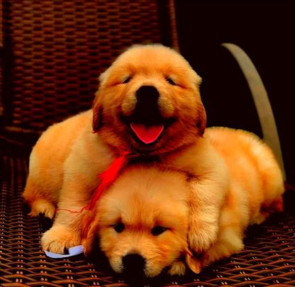 Zlatni retriver, štene