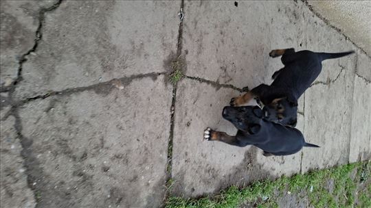 Belgijski ovčar, štene