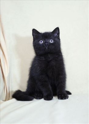 Britanska kratkodlaka, mače