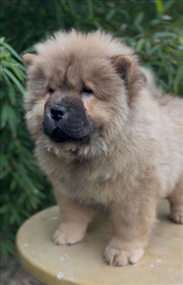 Čau-čau, štenci vrhunskog kvaliteta