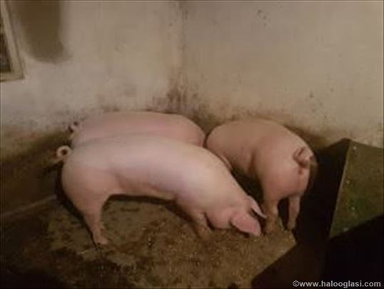 Debele svinje