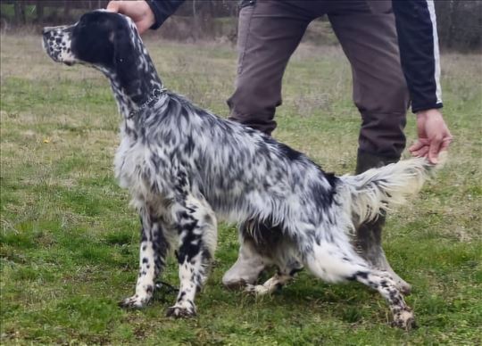 Engleski seter, Mužijak