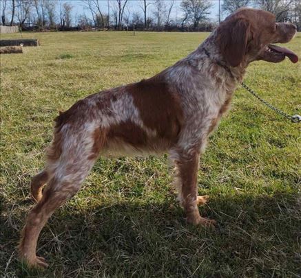 Epanjel bretoni, Ženka u teranju. Engleski seter