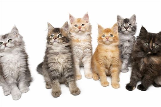 Maine Coon macici vrhunskog porekla  
