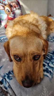 Mila trazi dom - poklanja se