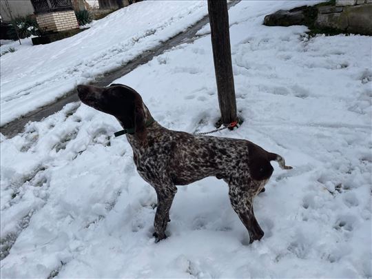 Na poklon nemački kratkodlaki ptičar