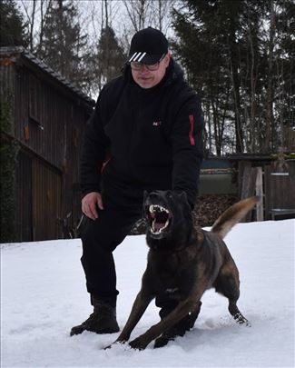 Na prodaju dva ženska šteneta Belgijskog ovčara