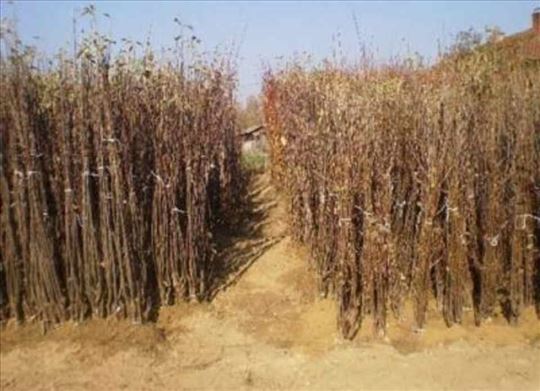 Rasadnik Nastic Saše prodaja voćnih sadnica  