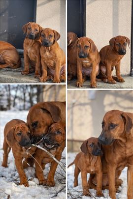 Rodezijski ridžbek stenci