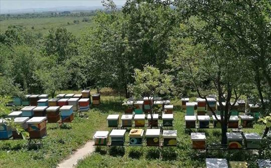 Rojevi, društva, med, polen, propolis…