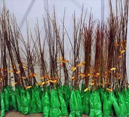 Sadnice za prolećnu sadnju 