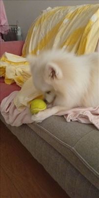 Setanje Pasa Beograd 