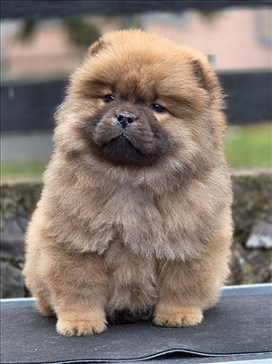 Chow chow - cau cau muzjak i zenka