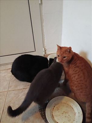 Mešanac, odrasla mačka