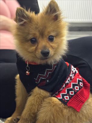 Nemački špic, štene