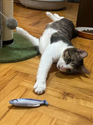 Prelepi i pitomi Mališa  