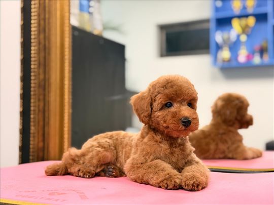 Pudla, štene muško