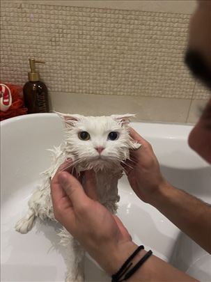 Britanska kratkodlaka, mlada mačka