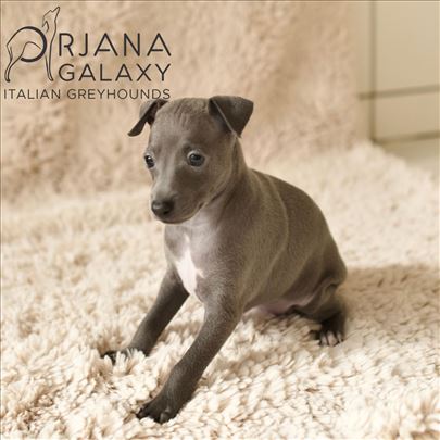 Mali italijanski hrt, štene ženka plave boje