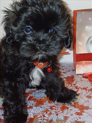 Maltipoo MINI stene, decak