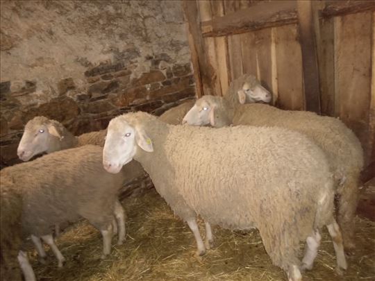 Prodajem ili menjam ovna, rase Winterberg