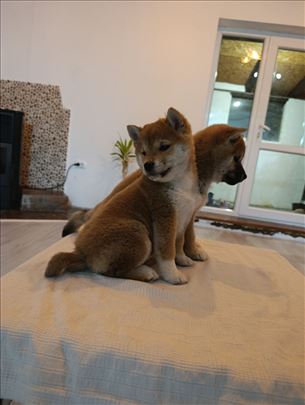 Šiba inu, štenci
