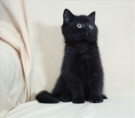 Britanska kratkodlaka, mače