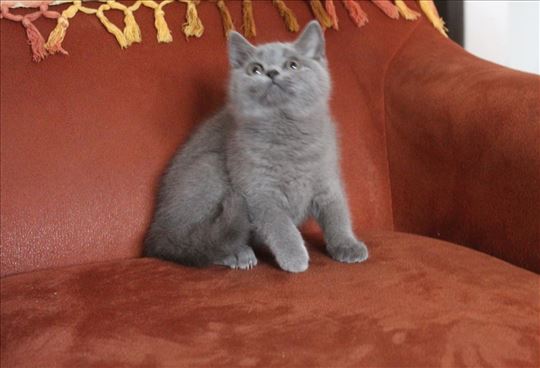 Britanski kratkodlaki mačići 